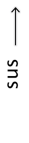 Sus 